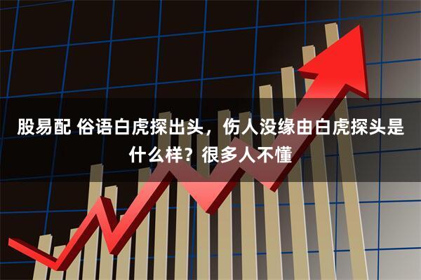 股易配 俗语白虎探出头，伤人没缘由白虎探头是什么样？很多人不懂