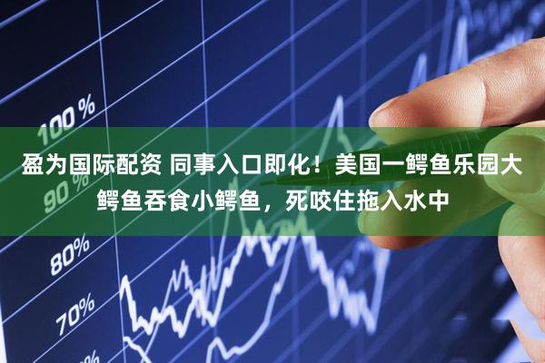 盈为国际配资 同事入口即化！美国一鳄鱼乐园大鳄鱼吞食小鳄鱼，死咬住拖入水中
